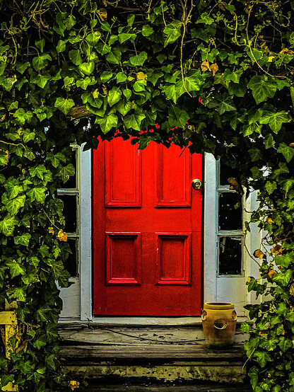 Traditional 19 century red door perfectly framed with common vibrant green ivy vines and a single rustic terracotta pot sits on the step Welcoming visitors to this hidden cape cod home. 