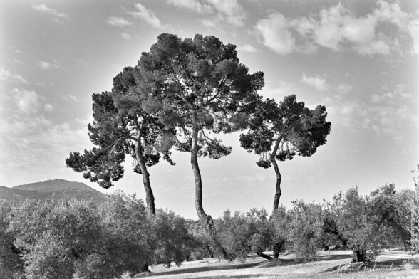 A black-and-white photo of three enormous pine trees in an olive grove. A clear blue sky with a few fluffy clouds.