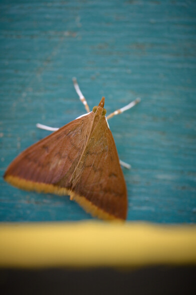 More moths