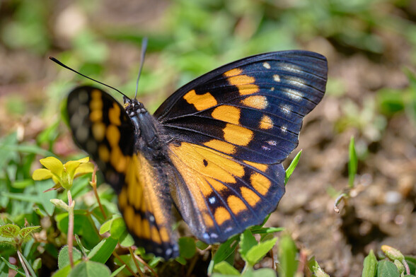 Such a gorgeous rich black on the upper wings