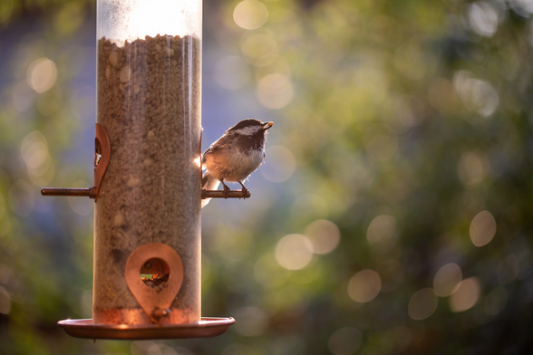 A chickadee at a bird feeder with a seed in it’s mouth