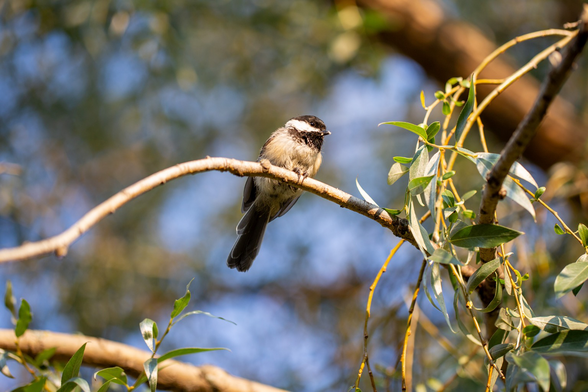 A chickadee sitting on a tree branch