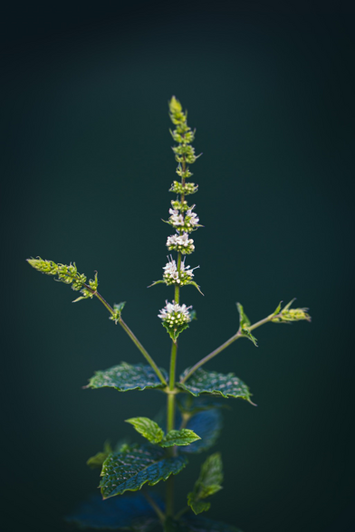A sprig of mint flower