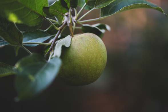 An apple ripening on a tree