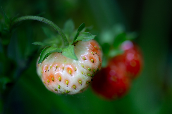 Two strawberries ripening.  One is white and one is red.