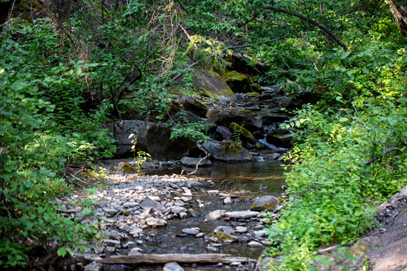 A trickling stream surrounding by greenery
