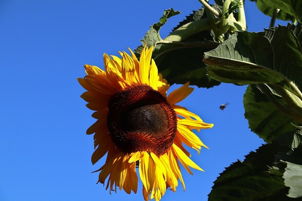 Sunflowers and Blue Skies