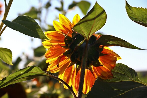 Back of Sunflower