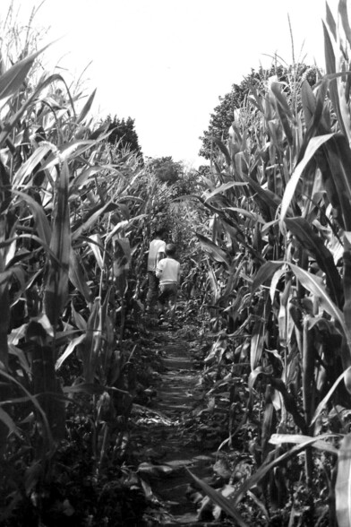 A 35mm black and white film photograph of my grandsons walking along a public footpath through a corn field.