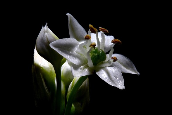 Macro Chive Blossom - 1.3X Mag
Focus Stacked from 10 images
Using 20mm Extension Tube