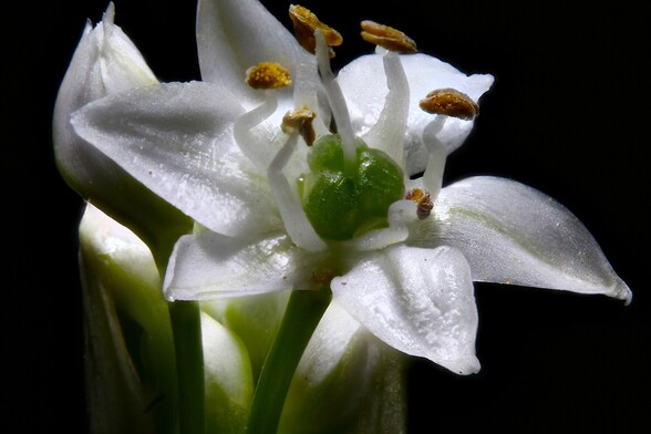 Macro Chive Blossom - 1.8X Mag
Focus Stacked from 10 images
Using 50 mm Extension Tubes