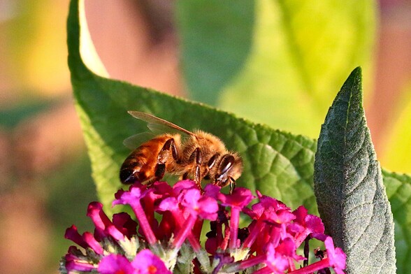 Closeup Honey Bees