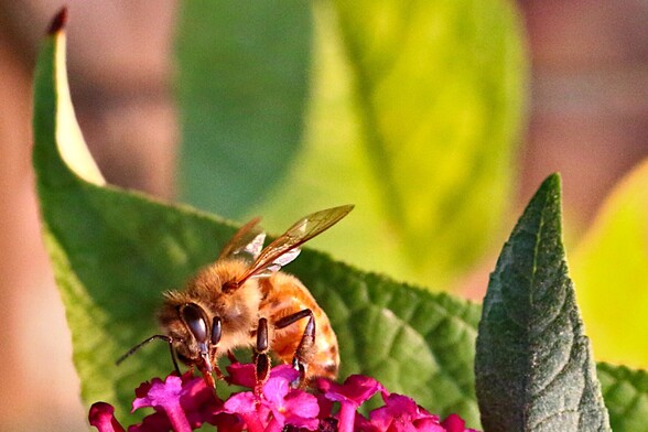 Closeup Honey Bees