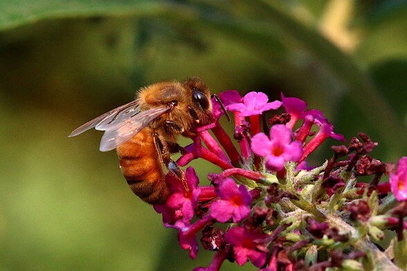 Closeup Honey Bees