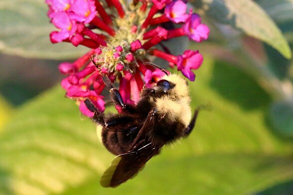 Closeup Bumble Bee