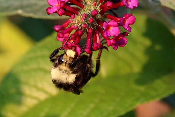 Closeup Bumble Bee