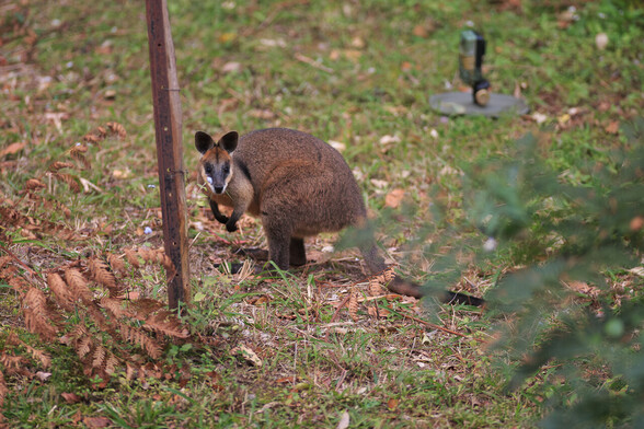 A cropped in shot of the Swamp Wallaby bent over munching on some grass. It is still looking at the camera and is alert. Behind it, and not facing the wallaby, is my wildlife camera. 