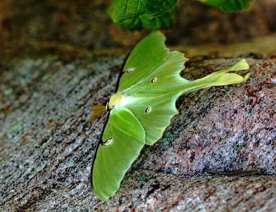 Large Luna Moth on rock