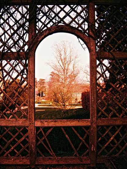 A bare tree is framed in a wooden trellis, strangely red colouring