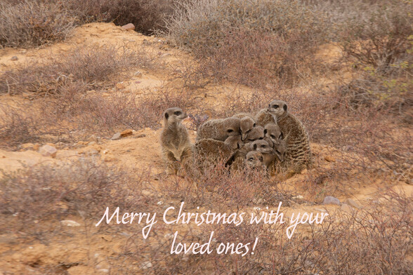 Christmas card with a bundle of meerkats together and text: 'A merry christmas with your loved ones!'