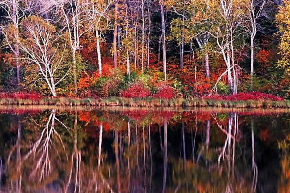 Maples and Birches, bushes and grasses in fall colors reflect on the smooth water of the river 