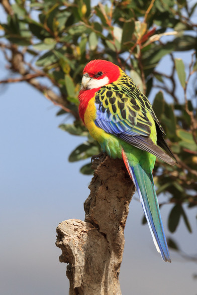 The very colourful Eastern Rosella in a tree, lit by sunlight. 

It has a red head and neck with white cheeks, yellow chest, green rump, green and blue tail. Its wing feathers are yellow rimmed with black centres, except the leading edge which is blue, and the tips with are charcoal. 