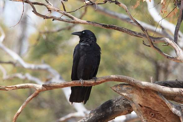 A Forest Raven, perched near a hollow in a tree branch, where there were Corella chicks. 