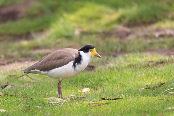 A pretty standard Masked Lapwing, identical to those in Brisbane. Grey upper, white lower, pink legs, black top of head and neck, black patch at the root of the wings, yellow face mask and bill.