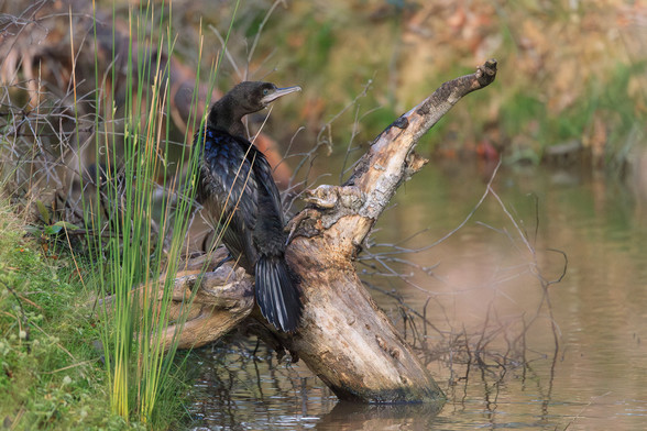 A shiny Little Black Cormorant on a semi-submerged log, next to some brilliant green reeds. The bird is a shiny black, with green eyes, and the beak is slightly hooked at the tip for catching fish. 