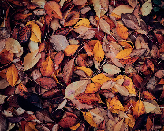 picture of mixed fallen leaves taken in Autumn