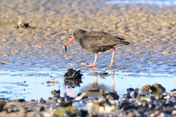 A back bird with orange eye and long pointy orange beak. It has a shellfish that looks like a muscle in its beak. 