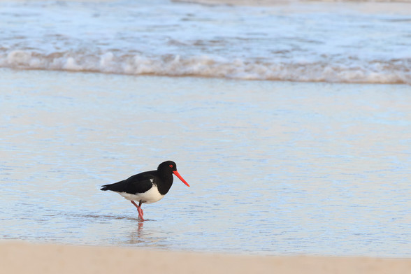 A black bird with white belly, red eye and long pointy red beak on the beach. 