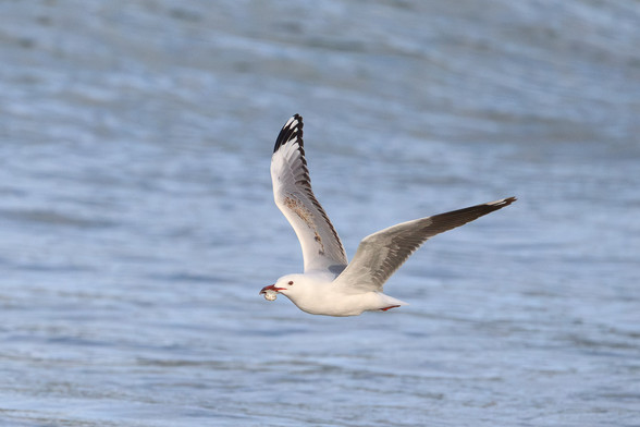 The quintessential seagull that nearly everyone recognises, in flight with a small fish in its beak. 