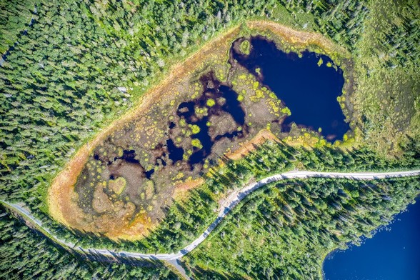 Zenith drone photography of a marsh surrounded by thick pine forest. The marsh itself has a kidney-like shape and the dark blue waters are dotted by light green and yellowish vegetation.