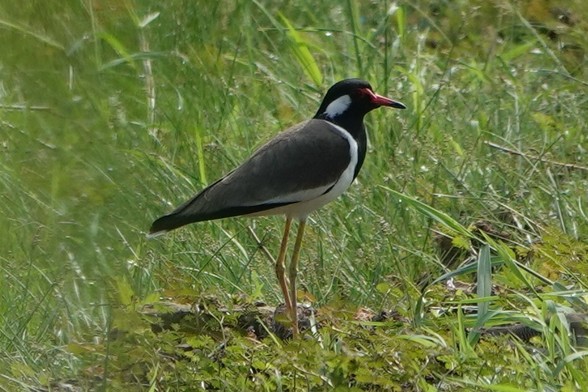 A bird with a black head and upper breast, a red-bill with a black tip, red facial skin, and a white patch on the ear coverts. The upper parts are sandy greyish-brown upperparts with a narrow white band across the mantle, with white underparts and long yellow legs.