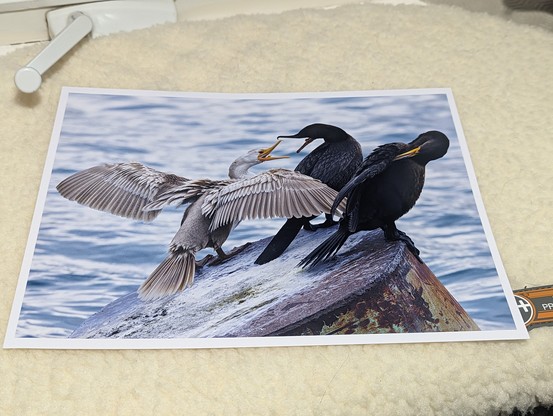 An 8x10 print of three cormorants sitting on a bollard. Two cormorants are black, one is leucistic. The leucistic one has spread wings and is arguing with one of the black birds. The other is ignoring them and preening. 