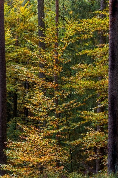 Sicht in einen Buchenwald, zwischen zwei Stämmchen hindurch. Das Laub trägt Herbstfarben.