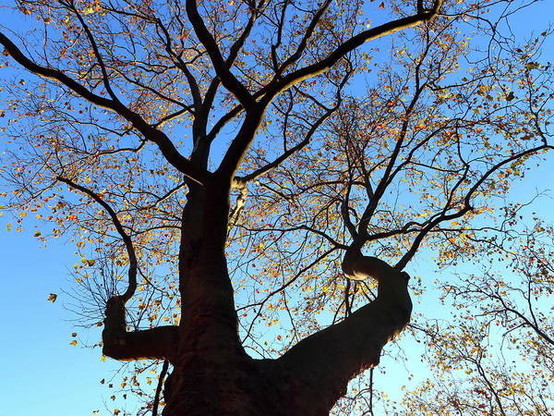A plane tree with golden leaves that are being illuminated by the sun on a beautiful autumn day with a clear blue sky.