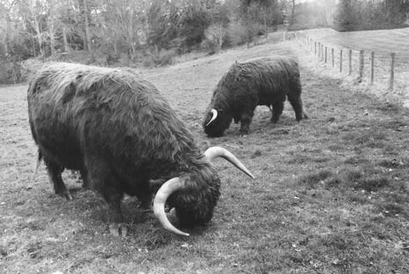 black and white photo of two highland cows