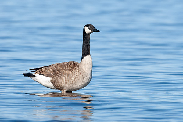 Canada goose discount wet