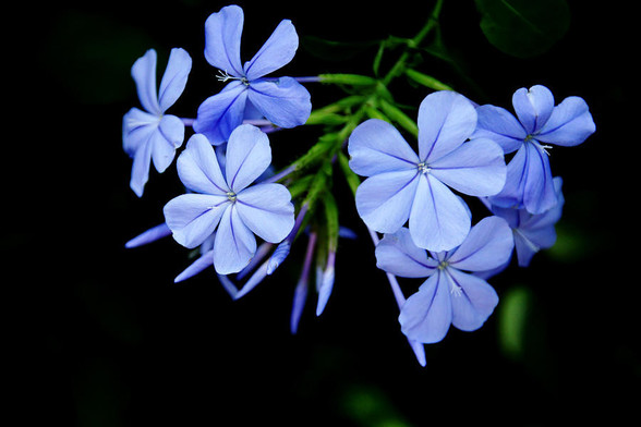 Blue Plumbago with green stem and black background