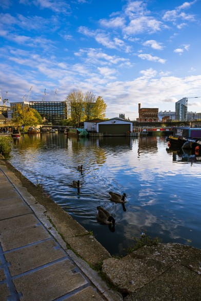Canadian visitors in the UK. Flock of Canadian geese swinging in Regent's Canal, Granary Square London 
Captured by Komeil Karimi