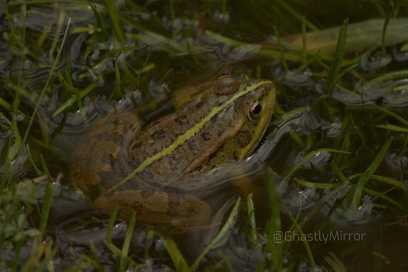 a green frog