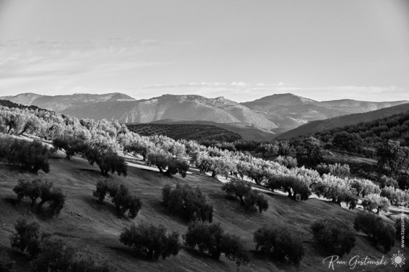 A black-and-white photo of olive groves catching the last evening light. Mountains in the distance.
