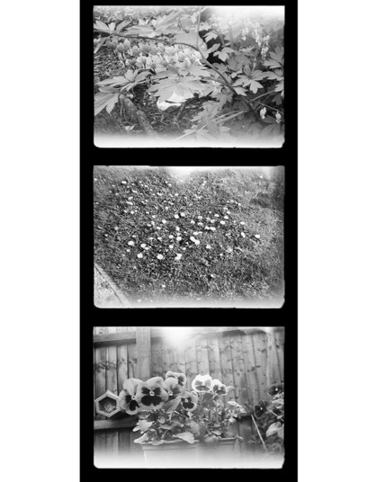 triptych of flowers in black and white