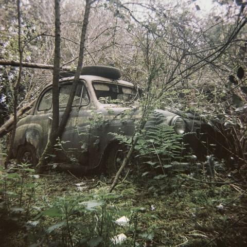 abandoned car with ferns