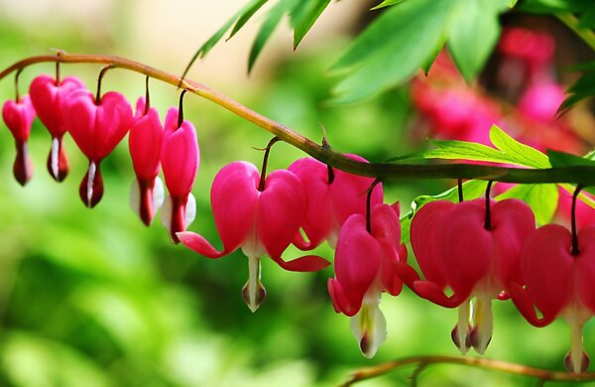 Pink Bleeding Hearts flowers on stem with green leaves and background