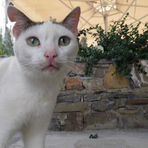 Crete street cat #crete #greece #mochlos #travel #cat #cats #europe #griechenland #hellas #kreta #reisen