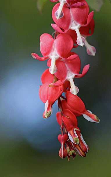 Bleeding Heart flowers in vertical with blue and green background