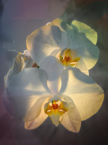Gorgeous full bloom Orchids with the pedals backlight from the golden sunset 